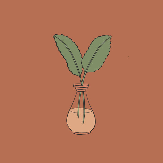 Wellness Collective: Natural Health Remedies for Adults